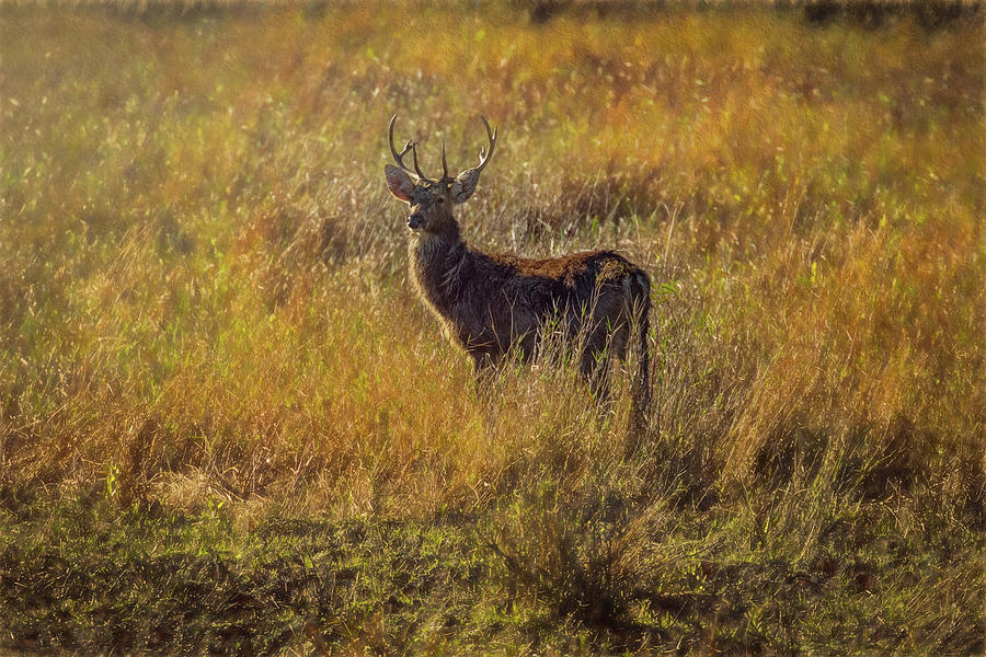 Pere Davids Deer Buck 2 Photograph by Richard Goldman