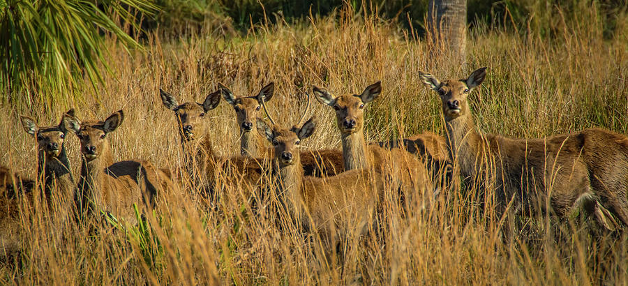 Pere Davids Deer Group Photograph by Richard Goldman