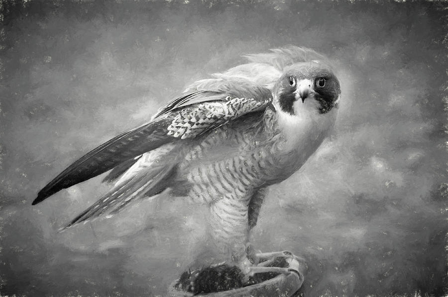 Peregine falcon looking Photograph by Dan Friend