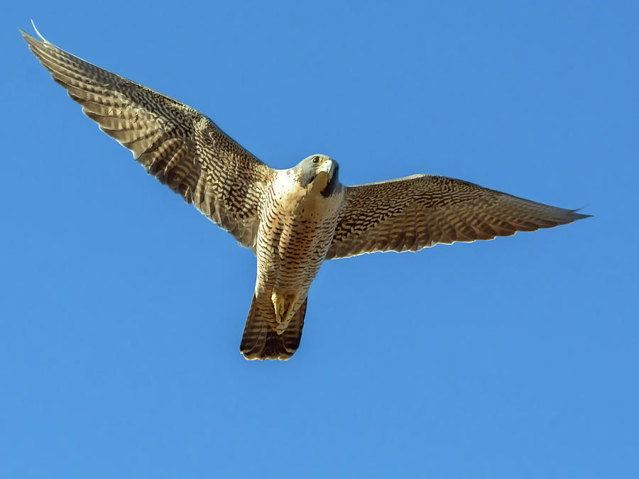Peregrin Falcon Photograph by Tam Ryan