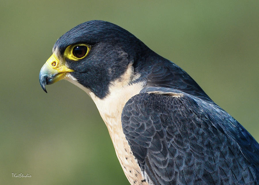 Peregrin Falcon Photograph by Tim Kathka