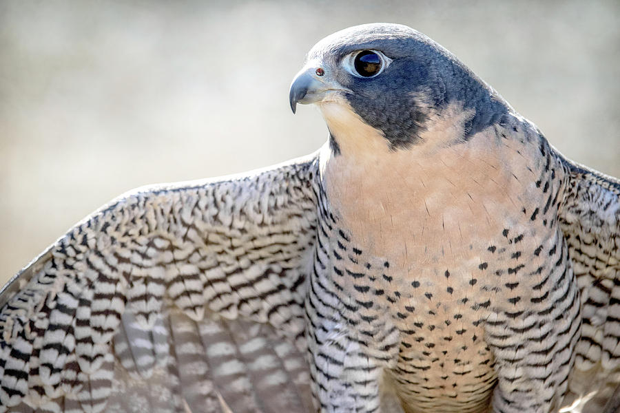 Peregrine  Photograph by Angie Rea