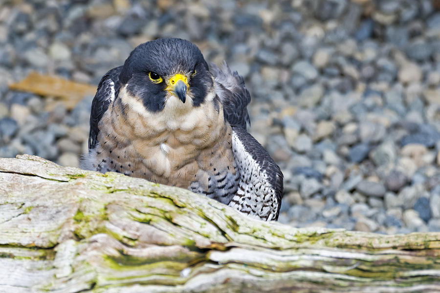 Peregrine Falcon 1 Photograph by Harold Piskiel