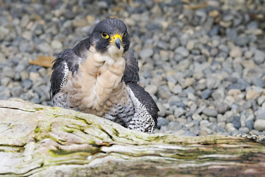 Falcon Photograph - Peregrine Falcon 2 by Harold Piskiel