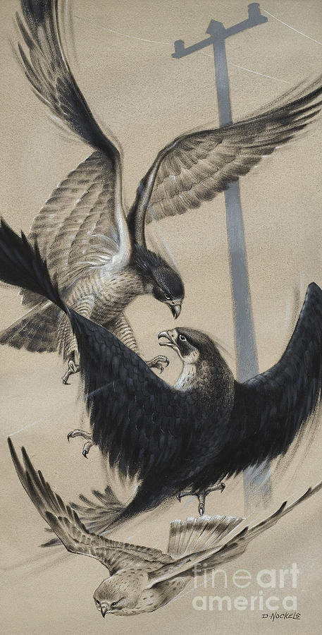 Peregrine Falcon and Kestrel Painting by David Nockels