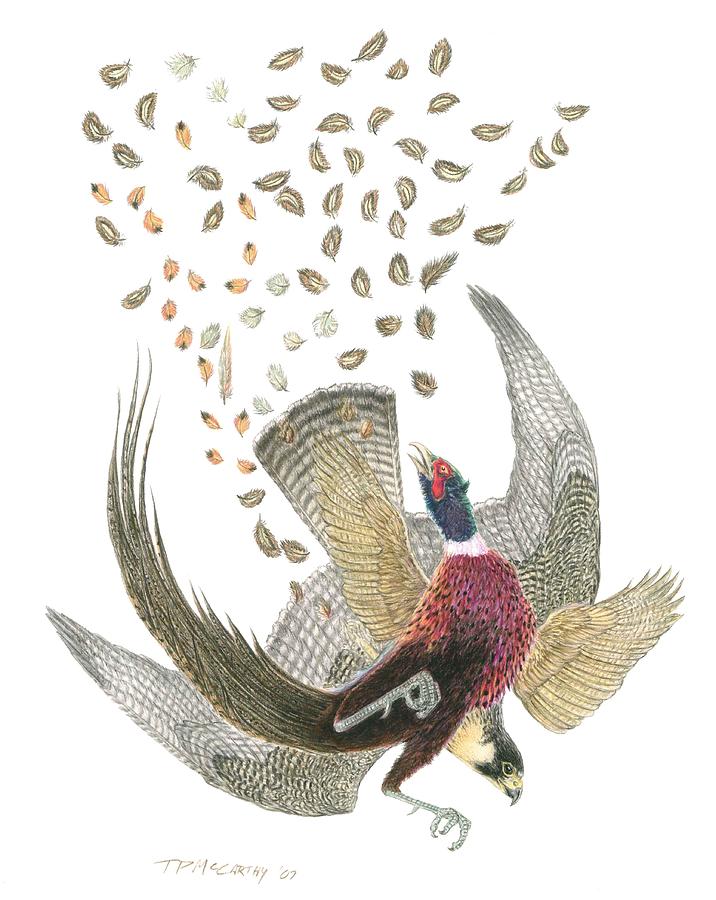 Feather Drawing - Peregrine Falcon and Ringneck Pheasant by Tim McCarthy