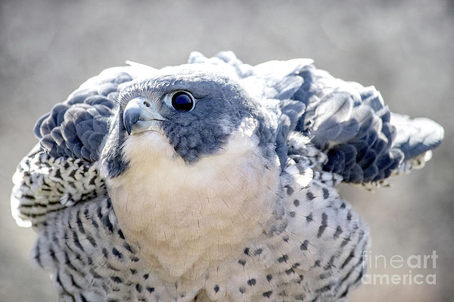 Peregrine Falcon Photograph by Angie Rea