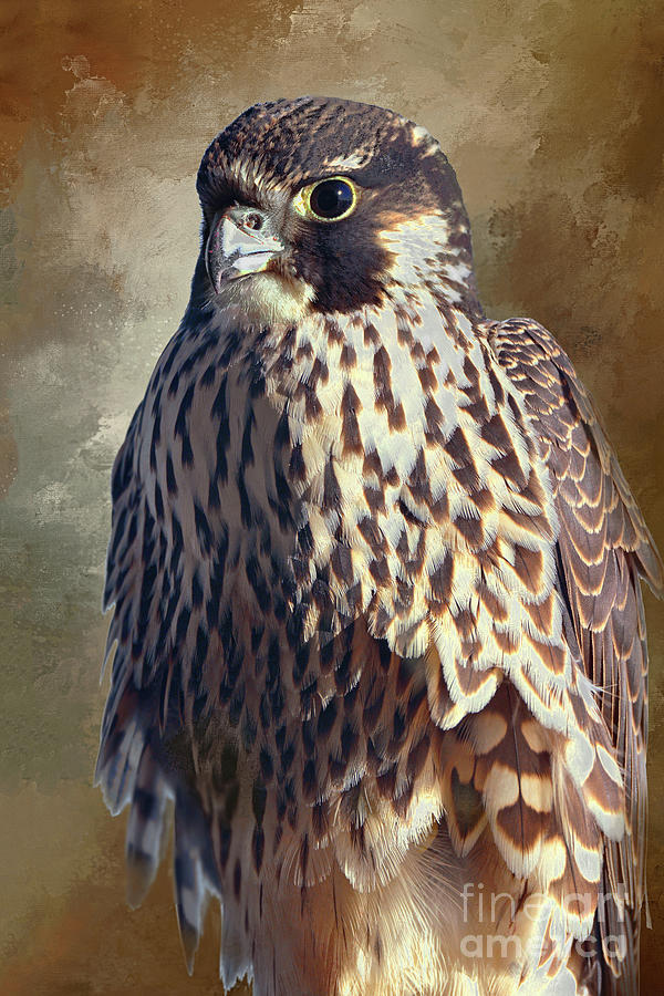 Peregrine Falcon Art Portrait Photograph