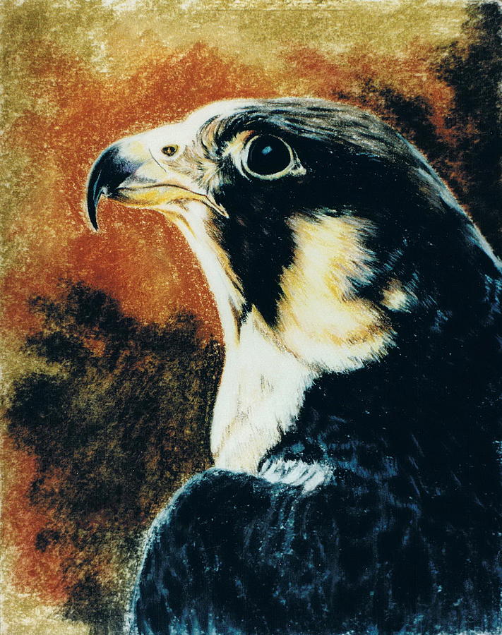 Peregrine Falcon Pastel by Barbara Keith