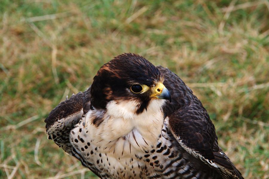 Peregrine Falcon Photograph by Chris Day