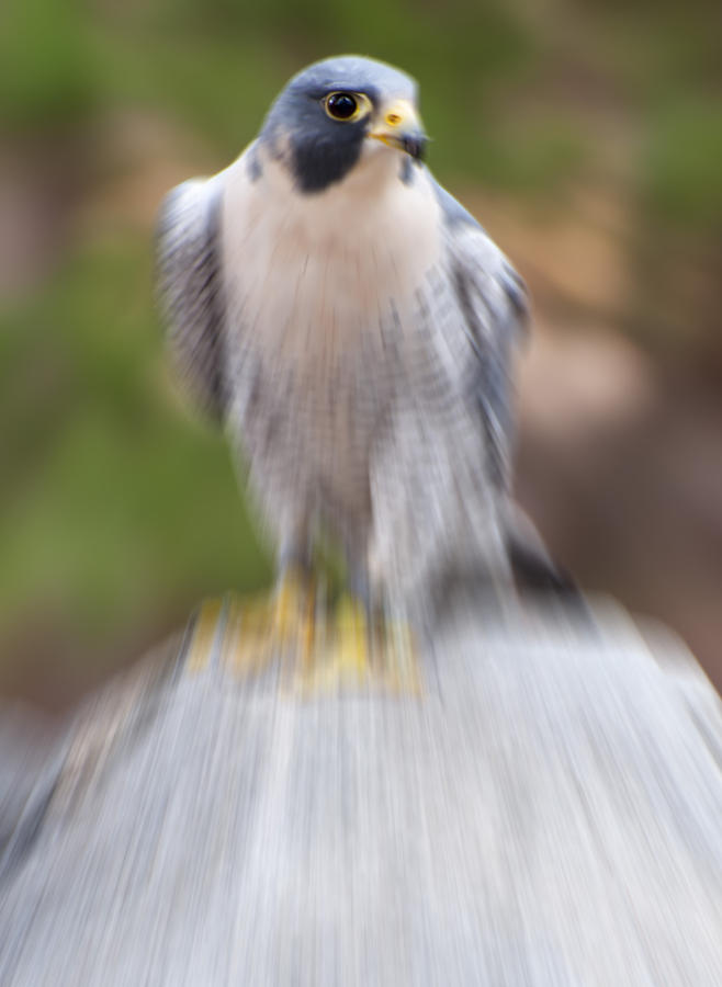 Peregrine Falcon  Digital Art by Flees Photos