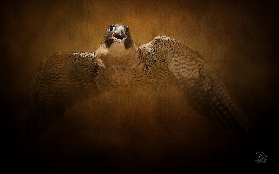 Falcon Photograph - Peregrine Falcon by Debra Boucher