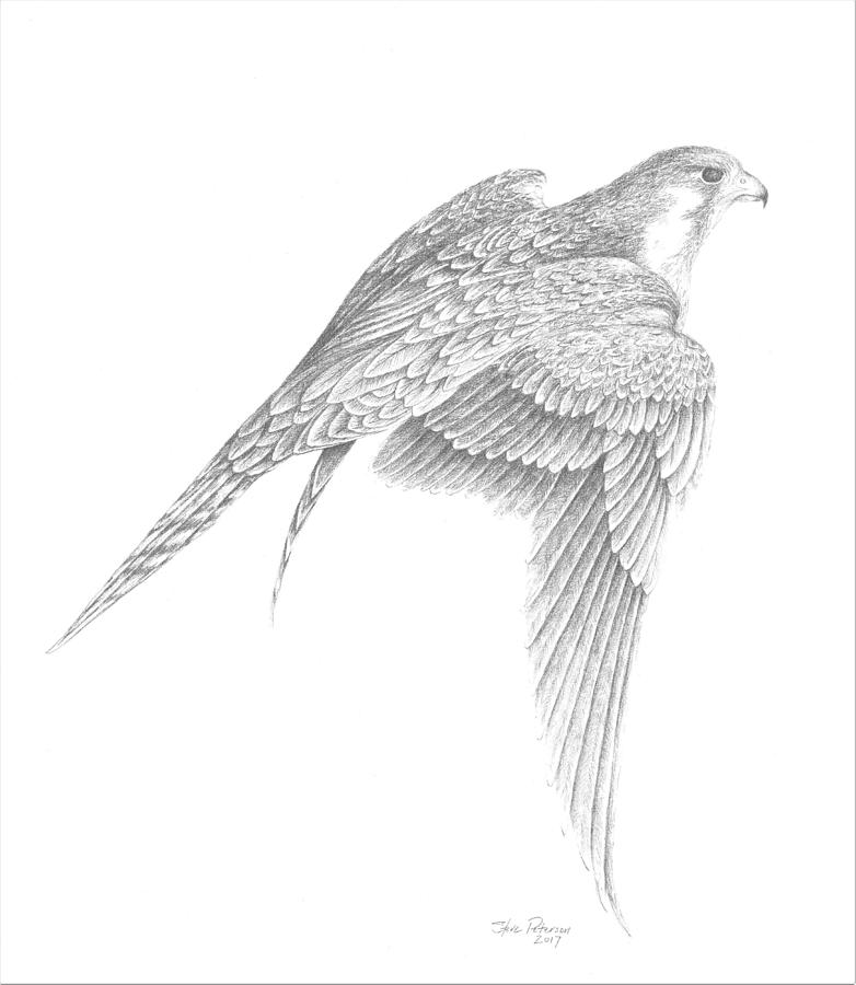 falcon wing drawing