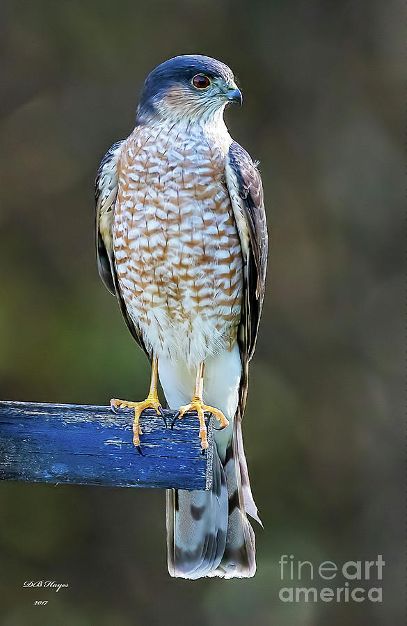 Sharp-Shinned Hawk Photograph by DB Hayes