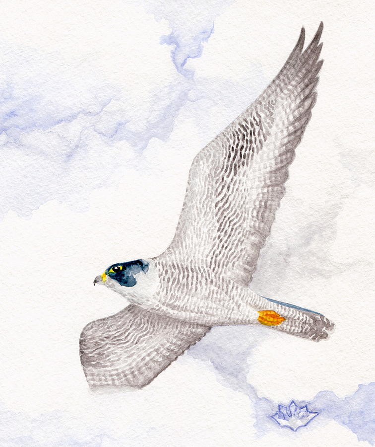 Peregrine Falcon Painting by Harry Moulton