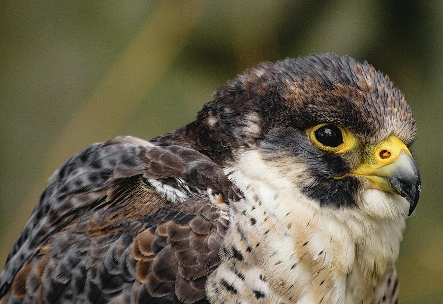 Peregrine falcon head and wing Photograph by Ian Watts