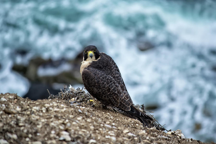 Peregrine Falcon - heres looking at you Photograph by Anthony Murphy