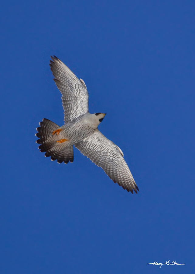 Peregrine Falcon I Photograph by Harry Moulton