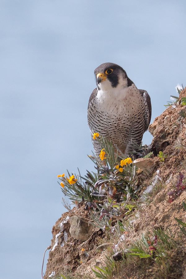Falcon Photograph - Peregrine Falcon by Ian Hufton