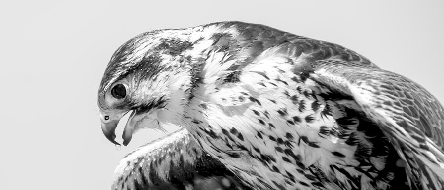 Peregrine Falcon in Black and White Photograph by Tracy Winter