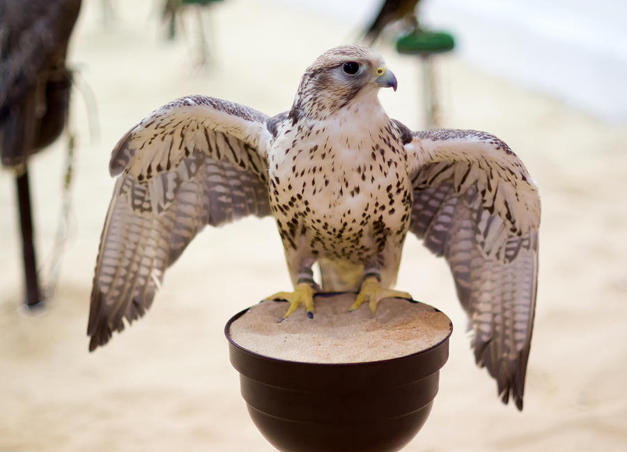 Falcon Photograph - Peregrine falcon in Doha Souq by Paul Cowan