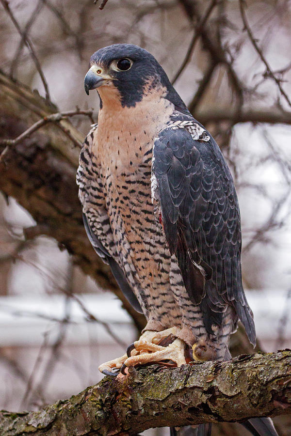 Peregrine Falcon Photograph