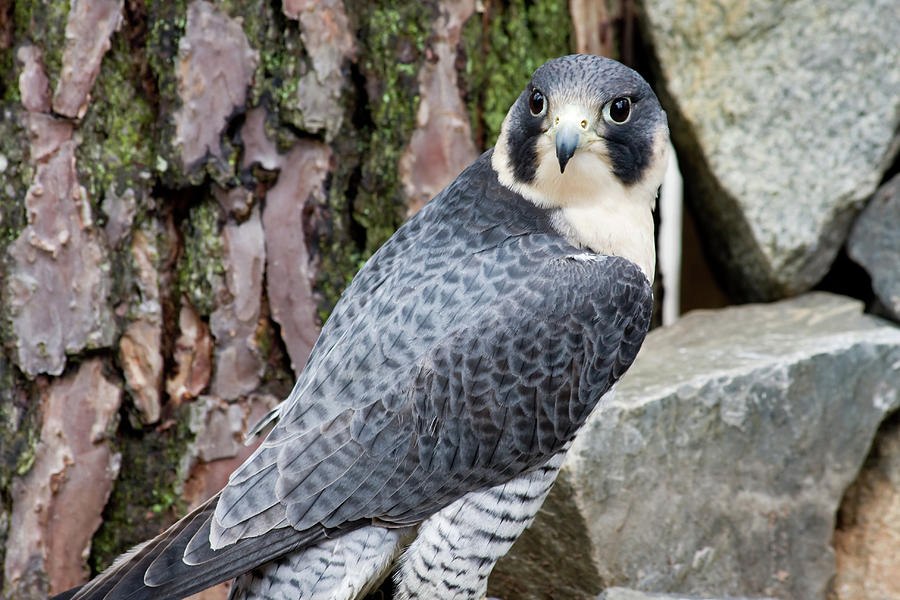 Peregrine Falcon Photograph by Jill Lang