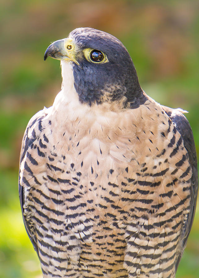 Peregrine Falcon Photograph by Jim Hughes