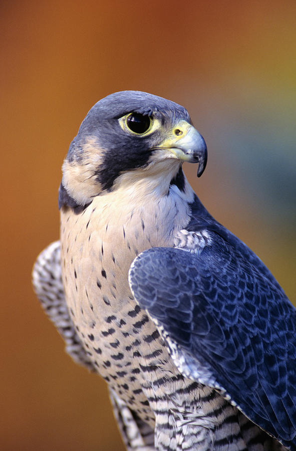Peregrine Falcon Photograph by John Hyde - Printscapes