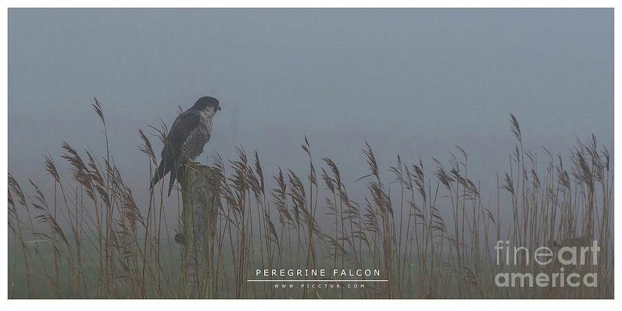 Peregrine Falcon Photograph by Jorgen Norgaard