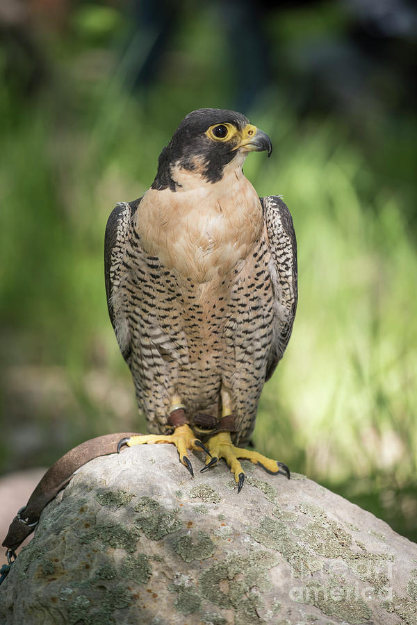 Falcon Photograph - Peregrine Falcon by Juli Scalzi