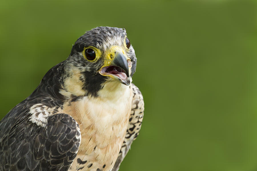 Peregrine Falcon Photograph by Lindley Johnson