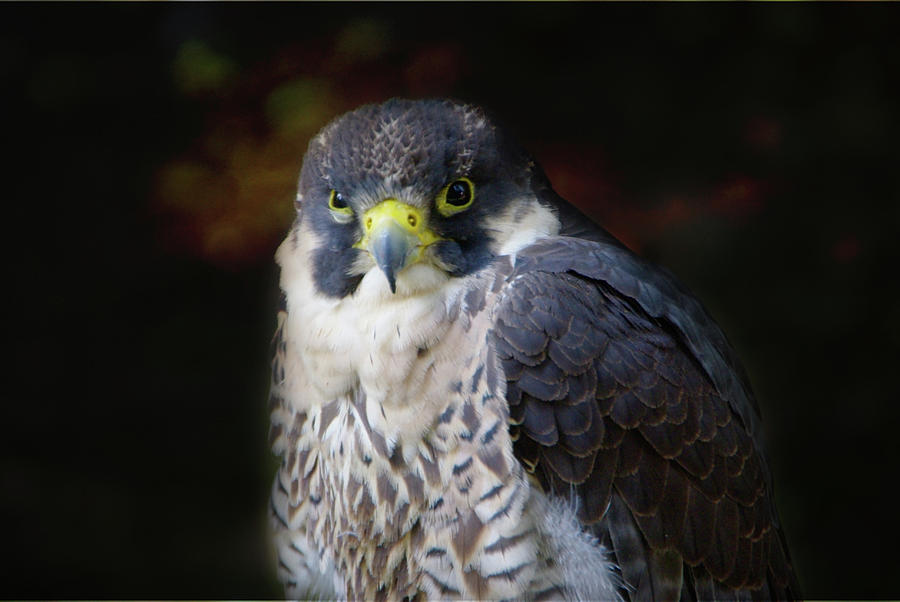 Peregrine Falcon Photograph by Marilyn Wilson