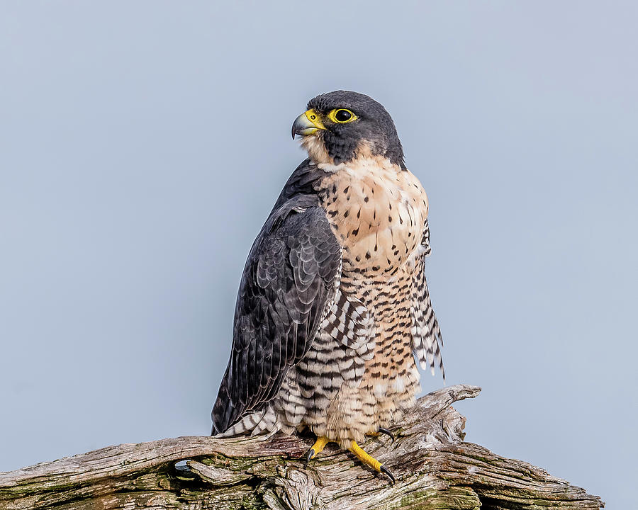Falcon Photograph - Peregrine Falcon On Perch by Morris Finkelstein