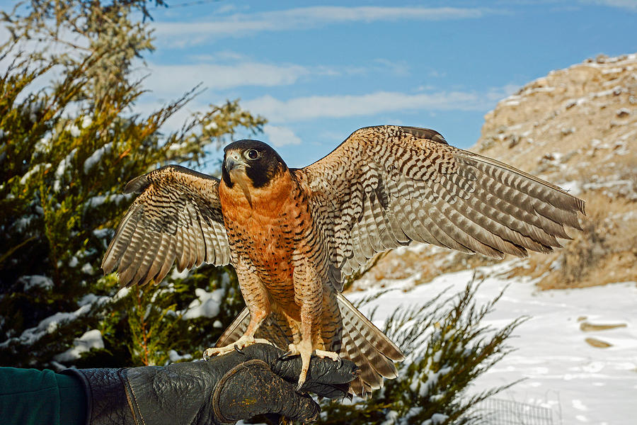 Falcon Photograph - Peregrine Falcon on the Fist by John Bartelt
