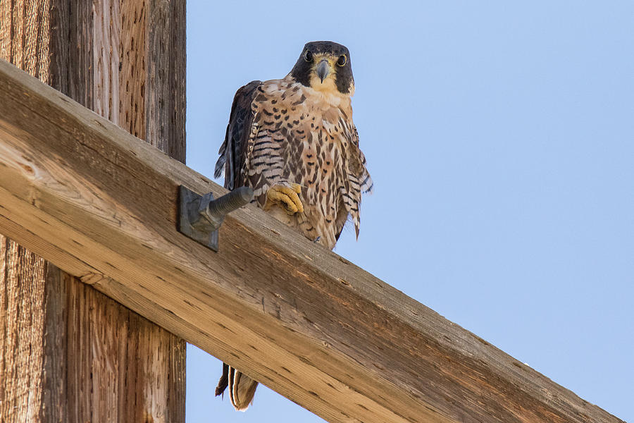 Peregrine Falcon on the Plains Photograph by Tony Hake