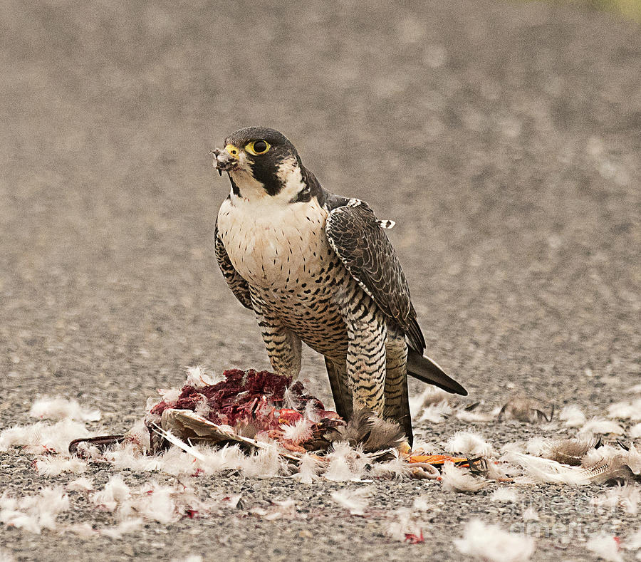 Peregrine Falcon on the Prey Photograph by Dennis Hammer