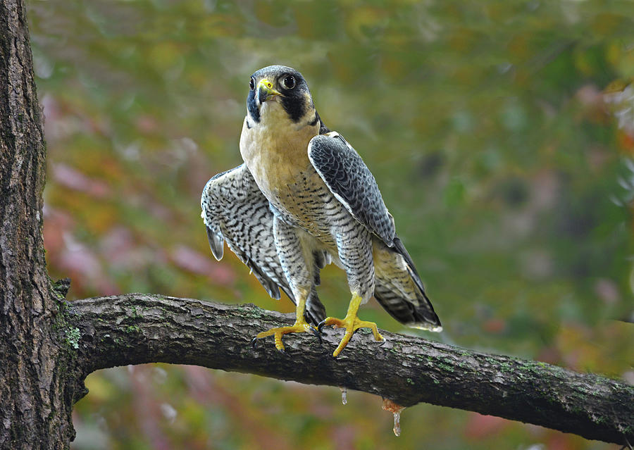 Peregrine Falcon On Tree Limb Photograph by Sandi OReilly