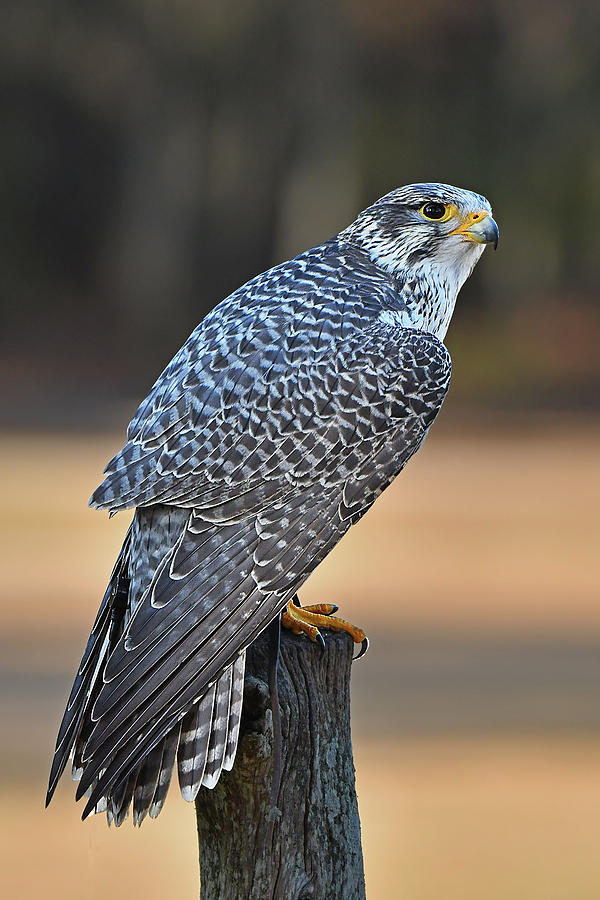 Peregrine Falcon Perched Photograph by Alan Lenk