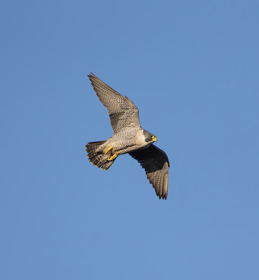 Peregrine Falcon Photograph by Pete Walkden
