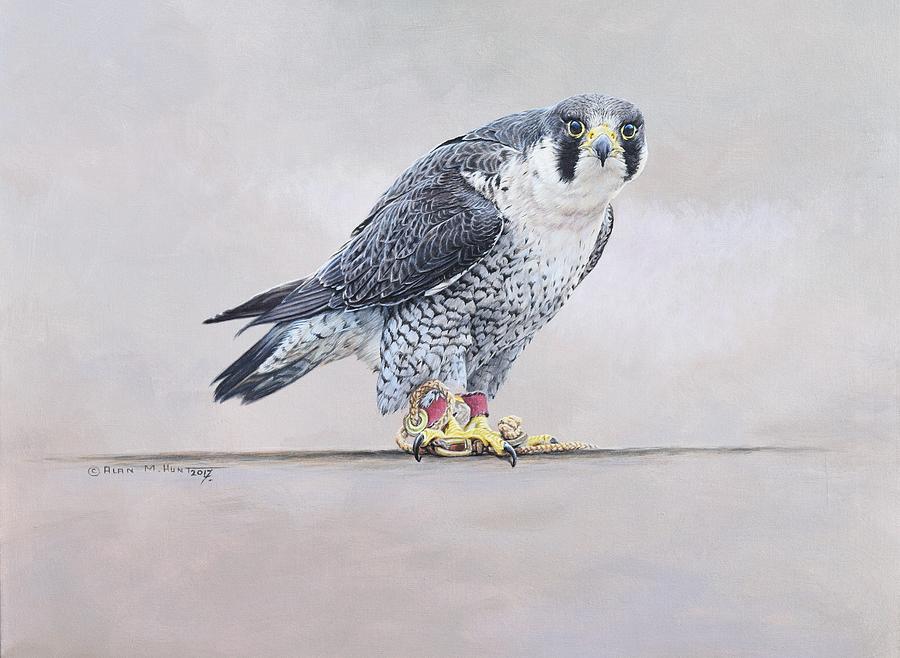 Peregrine Falcon Portrait Painting by Alan M Hunt