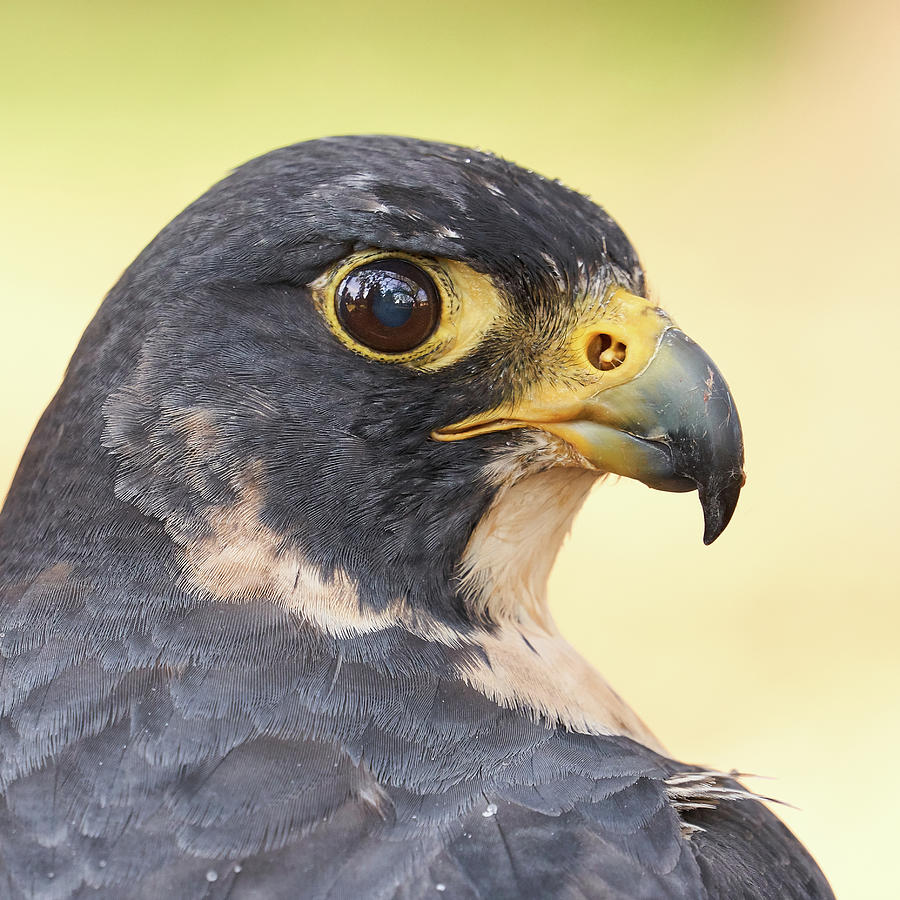 Hawk Photograph - Peregrine Falcon portrait by Jim Hughes