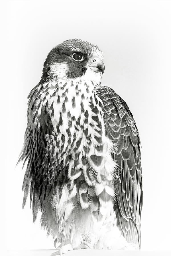 Falcon Photograph - Peregrine Falcon Portrait by Regina Geoghan