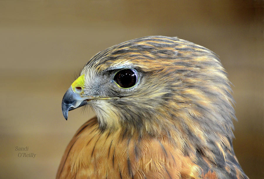 Peregrine Falcon Portrait Photograph by Sandi OReilly