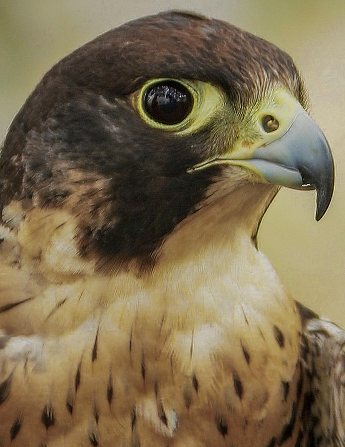 Peregrine Falcon - Portrait Series Photograph by Maren Semler
