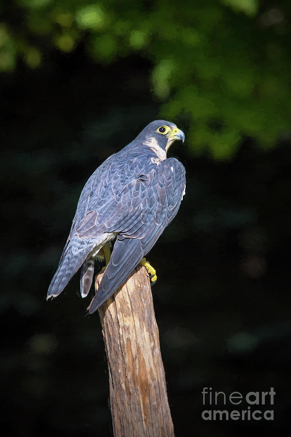Peregrine Falcon Portrait Photograph by Sharon McConnell