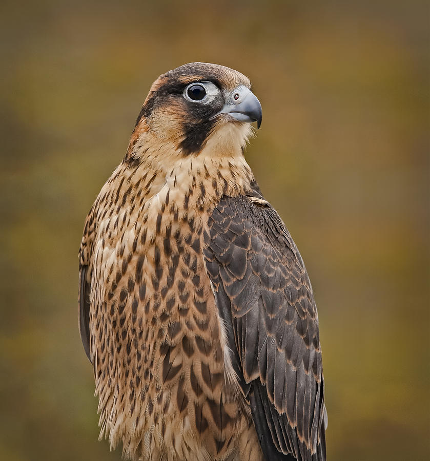 Peregrine Falcon Portrait Photograph by Susan Candelario