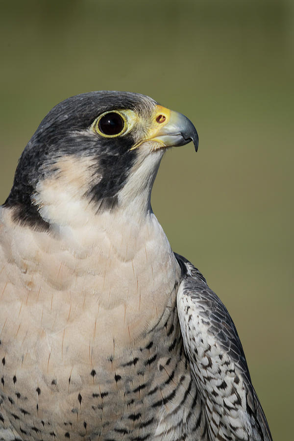 Peregrine Falcon Portrait - WInged Ambassadors Photograph by Dawn Currie