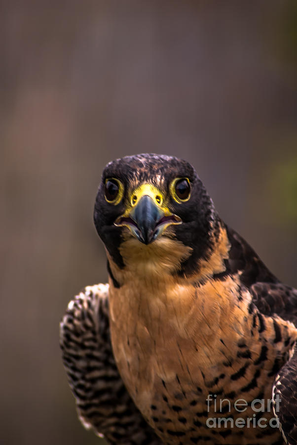 Peregrine Falcon Profile 2 Photograph by Blake Webster