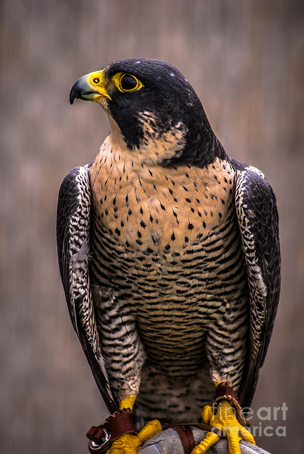 Peregrine Falcon Profile Photograph by Blake Webster